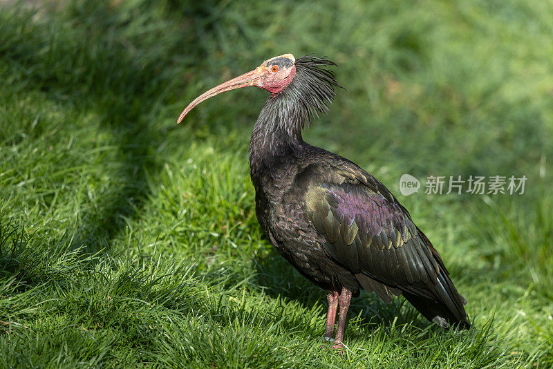 北方秃朱鹭，北方秃朱鹭(Geronticus eremita)